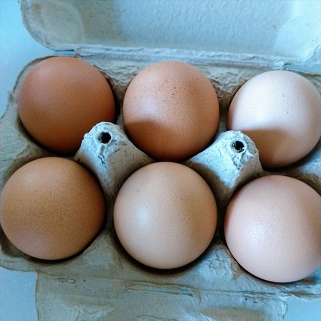 ファームモチツモタレツ」の平飼い卵を買って食べてみた | 北海道ゆる暮らし