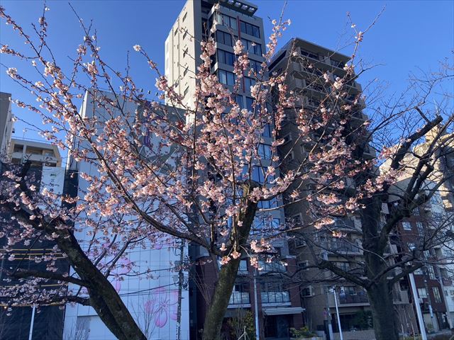 桜か梅